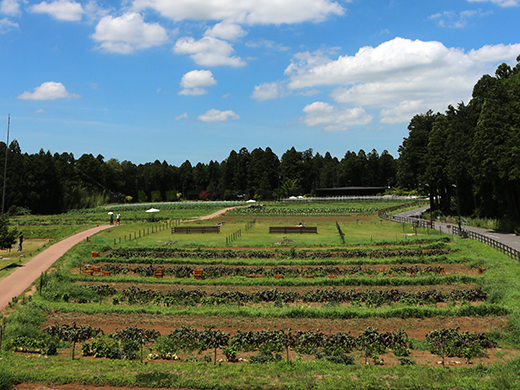 農園リゾート ザファーム 千葉県の農業体験 里の物語