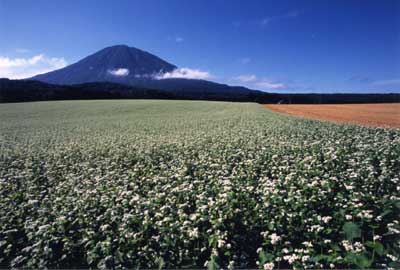農家のそばや羊蹄山の写真(北海道倶知安町)